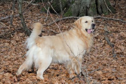 Sam Welt-Sieger DKU-EKU