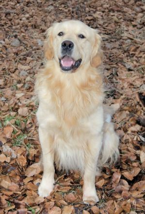 Sam Welt-Sieger DKU-EKU