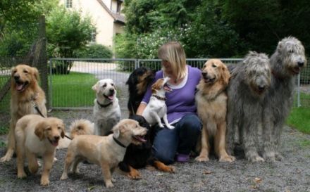 Pet-Homeservice und Pension