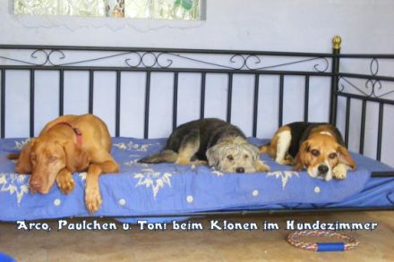 Freddys Tiersitter Service