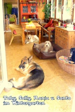 Freddys Tiersitter Service