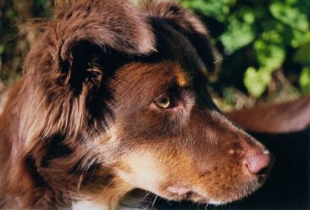 Nayeli´s Amber Souls