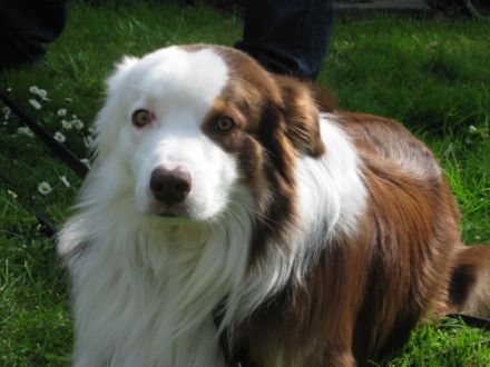 Die mobile Hundeschule Kaya