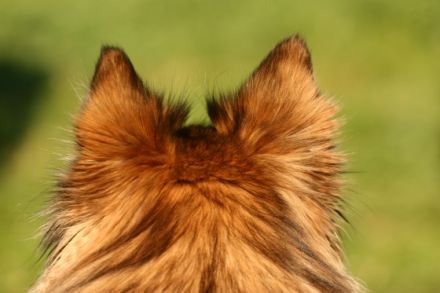 Hundekrankengymnastik-Belg