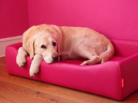 Urlaub mit Hund & Stil