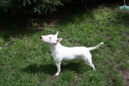 Finn von der Schwedenschanze