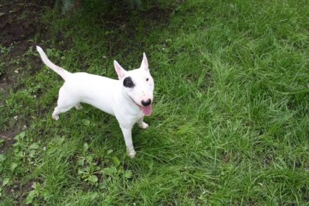 Finn von der Schwedenschanze