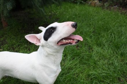 Finn von der Schwedenschanze