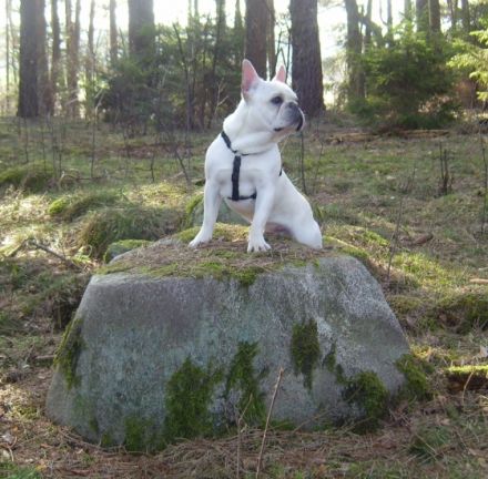 Enzo vom Mönchsberg