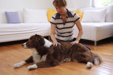 Tierheilpraxis Susanne Schwarze