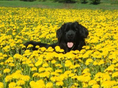 vom Schloss Bellevue