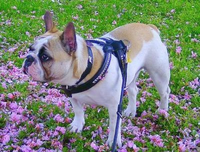 vom Schloss Bellevue