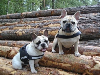 vom Schloss Bellevue