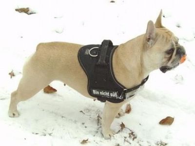 vom Schloss Bellevue