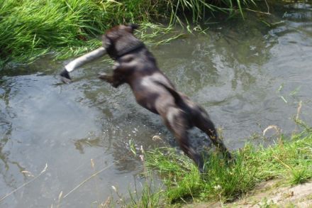 silent and powerfull by Hartel