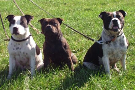 silent and powerfull by Hartel