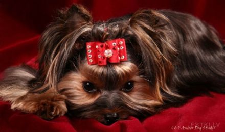 Maksik Magic Faberge