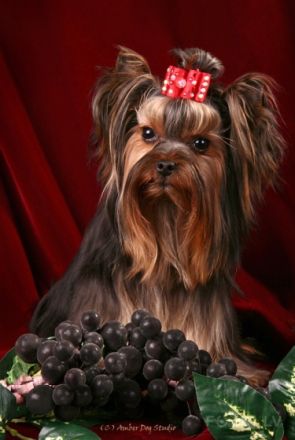 Maksik Magic Faberge