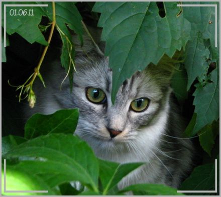 vom Sibirischen Chaosclan