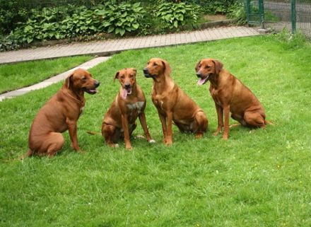 Hundeschule Sabine Stremlau