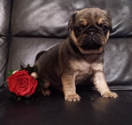 von den Bergwerkszwergen