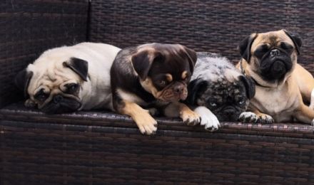 von den Bergwerkszwergen