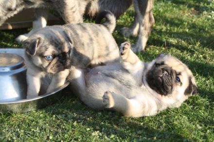 von den Bergwerkszwergen