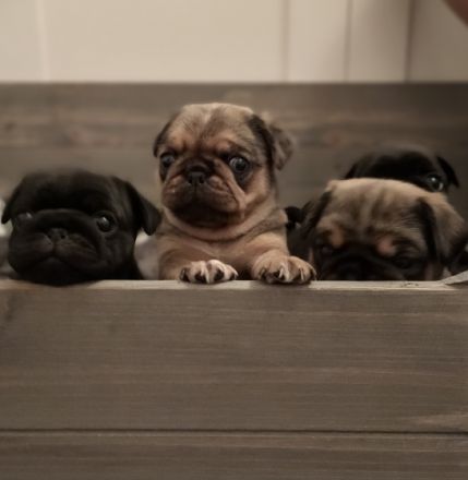 von den Bergwerkszwergen