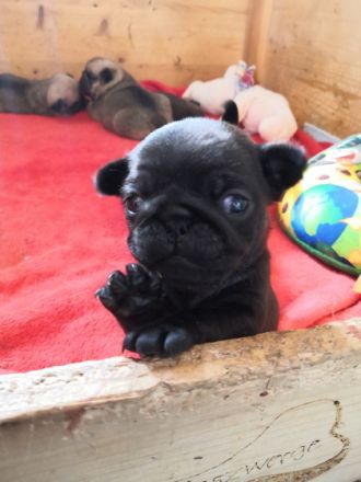 von den Bergwerkszwergen