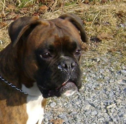 Basilius von Bona Fortuna