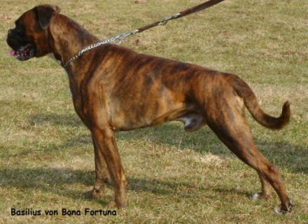 Basilius von Bona Fortuna