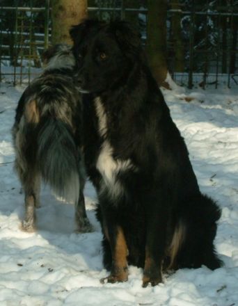 Divine Firehorse Beau Du Coeur