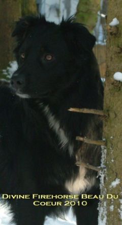 Divine Firehorse Beau Du Coeur