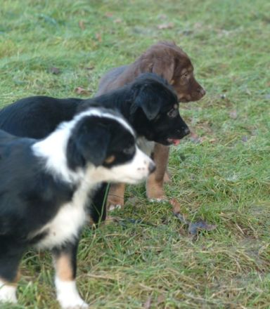 Divine Firehorse Beau Du Coeur