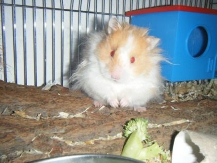 Haustierservice für alle Felle!