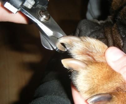 Haustierservice für alle Felle!