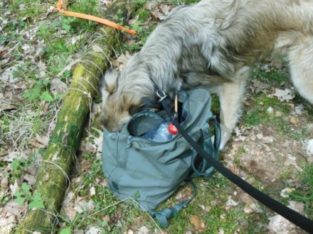 STELLA CANIDA Hundeerziehung & Verhaltensberatung