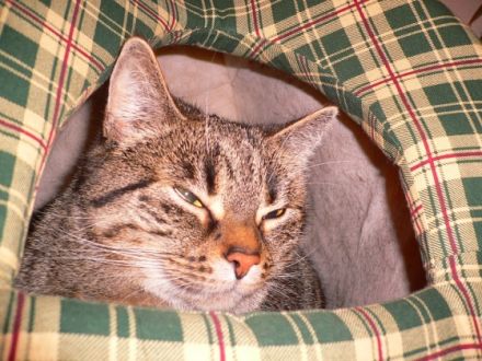 Mobile Tierheilpraktikerin Michaela Faber