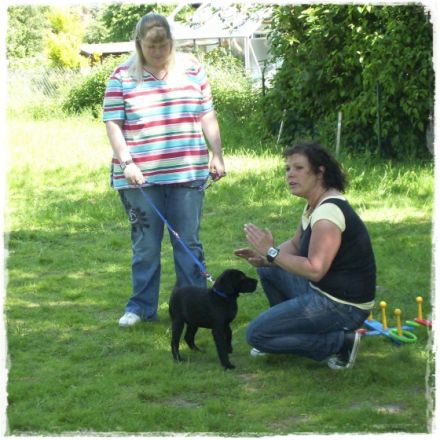 Hundeschule vier mit zwei