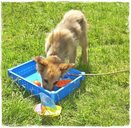 Hundeschule vier mit zwei