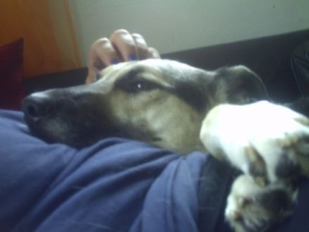 TELEFONISCHE HUNDESCHULE Daniela Hüther WELTWE