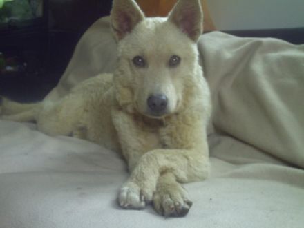 TELEFONISCHE HUNDESCHULE Daniela Hüther WELTWE