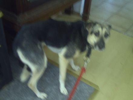 TELEFONISCHE HUNDESCHULE Daniela Hüther WELTWE