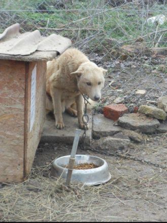 TELEFONISCHE HUNDESCHULE Daniela Hüther WELTWE