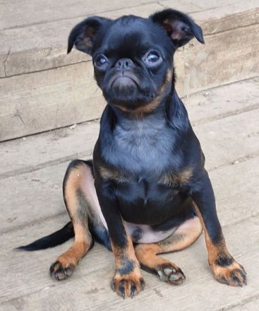 Imgosbull  Zwerggriffon Brabanter und Griffon.