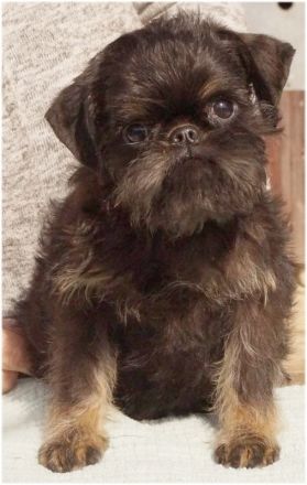 Imgosbull  Zwerggriffon Brabanter und Griffon.