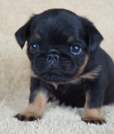 Imgosbull  Zwerggriffon Brabanter und Griffon.