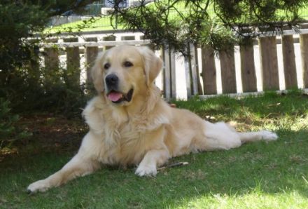 George vom Möhnesee