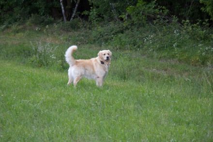 George vom Möhnesee