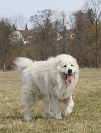 Disney II Farma Štěkot